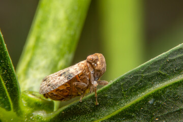 Macro of the Brown planthopper on green leaf in the garden.  Nilaparvata lugens (Stal) on blurred of green background.