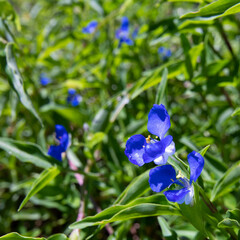 Commelina Dianthifolia blue flower found in a Sydney Park Australia