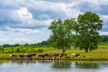  Herd of cows on the shore of a pond near the village of Aprelka
