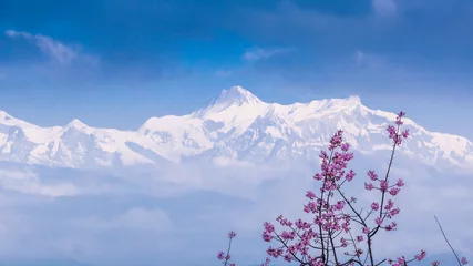 Crédence de cuisine en verre imprimé Himalaya Himalayas and cherry tree