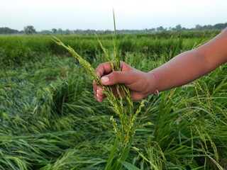 A boy holding Ears of rice . Paddy, Organic Agriculture, Ears Of Rice In The Field. grain in paddy field concept. close up of  green rice field. Paddy farming in India