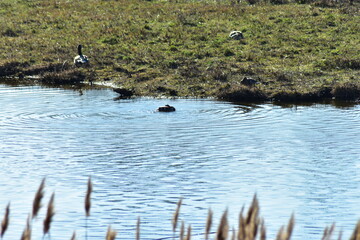 Gans, Schwan und andere Vogelarten aus Kassel