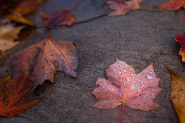 Naklejka na ściany i meble red fallen Autumn leaves on timber deck