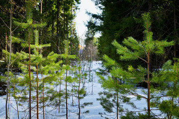 Beautiful green spruce or pine in winter or spring forest with snow on a sunny day