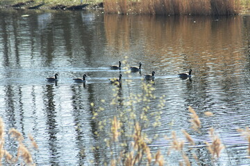 Gans, Schwan und andere Vogelarten aus Kassel