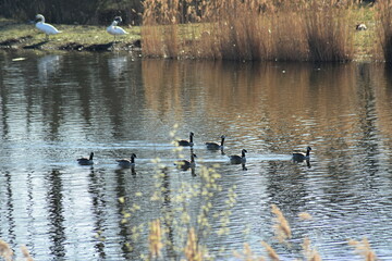 Gans, Schwan und andere Vogelarten aus Kassel