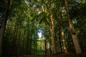 Wald