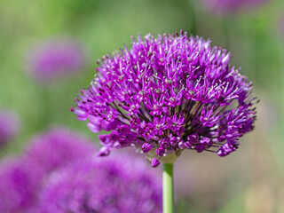 Fototapeta premium Blühender Zierlauch, Allium, Nahaufnahme