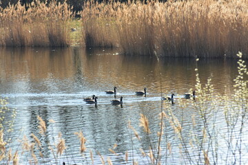 Gans, Schwan und andere Vogelarten aus Kassel