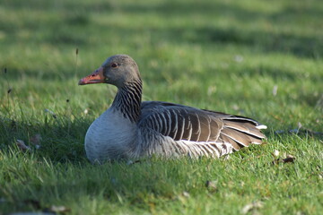 Gans, Schwan und andere Vogelarten aus Kassel