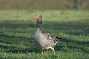Gans, Schwan und andere Vogelarten aus Kassel