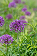 Blühender Zierlauch, Allium, im Sommer