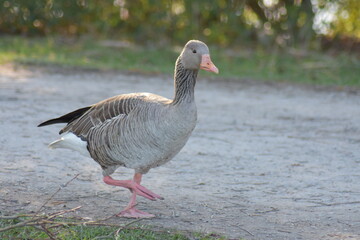 Gans, Schwan und andere Vogelarten aus Kassel