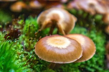 Pilze