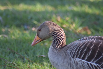 Gans, Schwan und andere Vogelarten aus Kassel