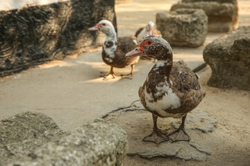 Beautiful domestic ducks in yard, space for text. Farm animal