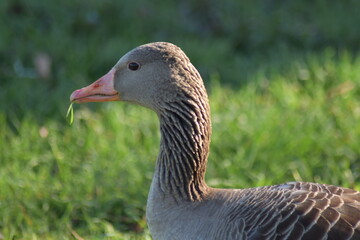 Gans, Schwan und andere Vogelarten aus Kassel