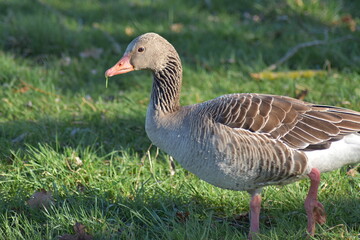 Gans, Schwan und andere Vogelarten aus Kassel