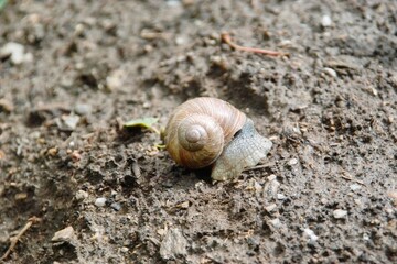 Weinbergschnecke