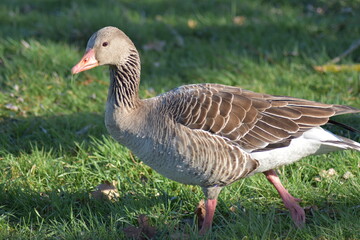 Gans, Schwan und andere Vogelarten aus Kassel