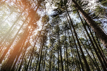 Sunlight shines through trees