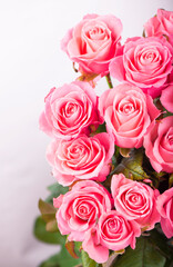 Pink roses isolated on the white background