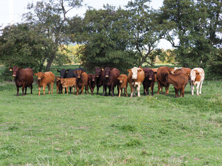 Obraz na płótnie Canvas Herd Of Cows