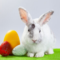 Fluffy easter bunny whith colored Easter eggs. Happy Easter.