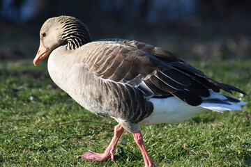 Gans, Schwan und andere Vogelarten aus Kassel