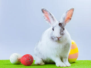 Fluffy easter bunny whith colored Easter eggs. Happy Easter.