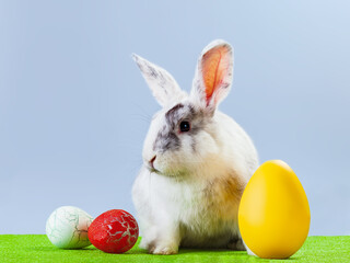 Fluffy easter bunny whith colored Easter eggs. Happy Easter.