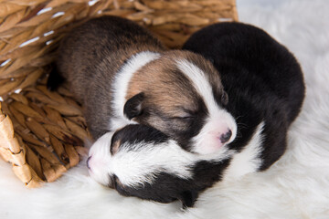 Two Pembroke Welsh Corgi puppies dogs on white