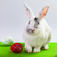 Fluffy easter bunny whith colored Easter eggs. Happy Easter.