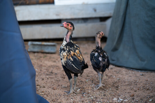 Black chicks, native to Thailand.