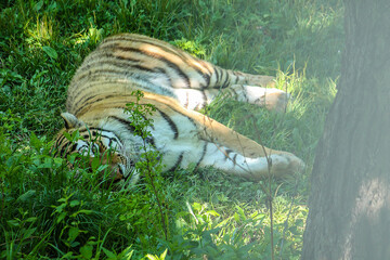 The Amur tiger lies resting in the grass. A tiger peeks out of the grass with one eye. Tiger as a symbol of the new year 2022.