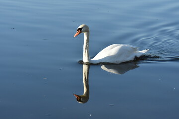 Gans, Schwan und andere Vogelarten aus Kassel