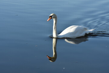 Gans, Schwan und andere Vogelarten aus Kassel