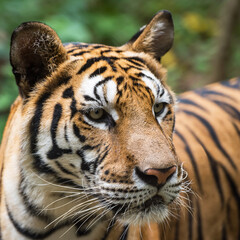 Photos of tiger naturally.