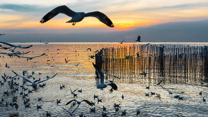 Migratory seagulls flock to the Bang Pu Seaside, Thailand during November and April..