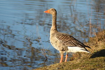 Gans, Schwan und andere Vogelarten aus Kassel