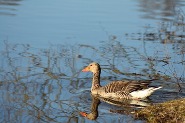 Gans, Schwan und andere Vogelarten aus Kassel