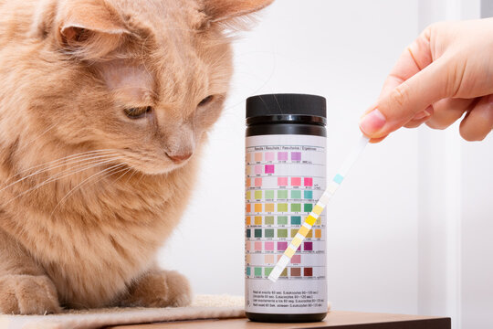 Curious cat looking at his owner while collecting urine sample with dosing pipette for urinalysis and comparing analysis results. Urine reagent strips to prevent urinary infections in feline.