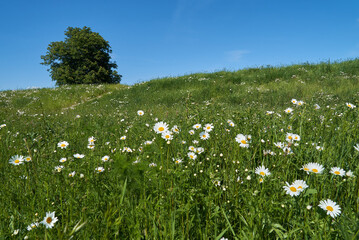 idyllic meadow with green grass and white marguerite flowers on a dike in Ochtum (district Wesermarsch, Germany)