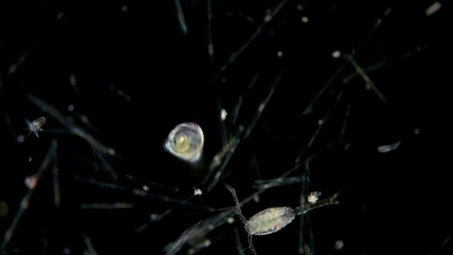 Polychaeta worm larva at metatrochophore stage under a microscope, planktonic organism floats in the water column with cilia. Black Sea