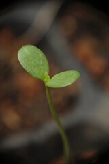 Close-up of Zinnia seedlings in the garden.