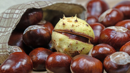 Früchte der Rosskastanie, Aesculus hippocastanum