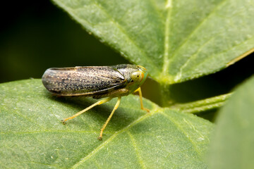 Macro of green rice leafhopper on green leaf in the gaeden. Close up of Nephotettix virescens (Distant) on the tree.