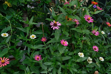 Fototapeta na wymiar Colorful Zinnia flower in the garden.