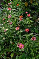 Colorful Zinnia flower in the garden.