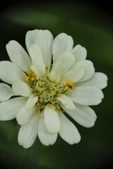 Close-up of white Zinnia flower in the garden.